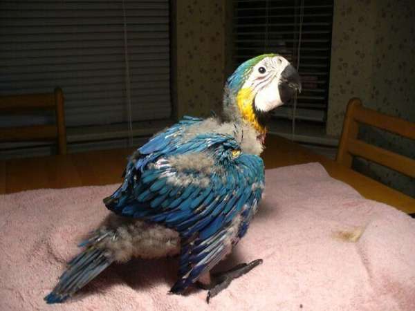 blue-gold-macaw-for-sale-in-fort-mill-sc