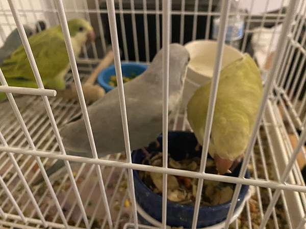 quaker-parrots-for-sale-in-sun-city-az