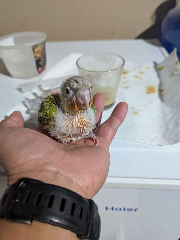 green-cheek-conure-for-sale-in-auburn-wa