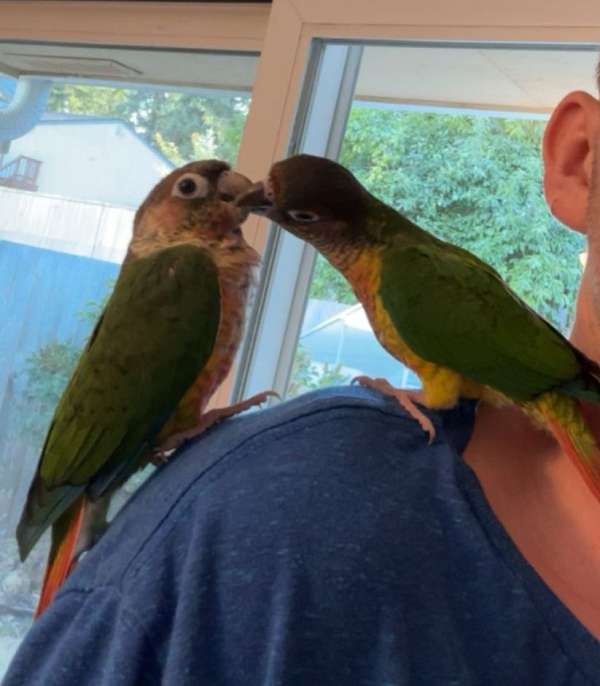 green-cheek-conure-for-sale-in-auburn-wa