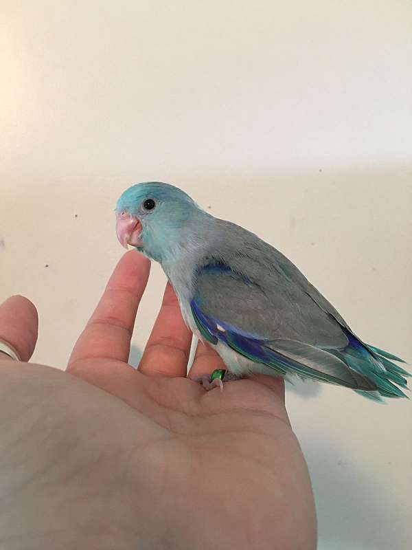 pacific-parrotlet-for-sale