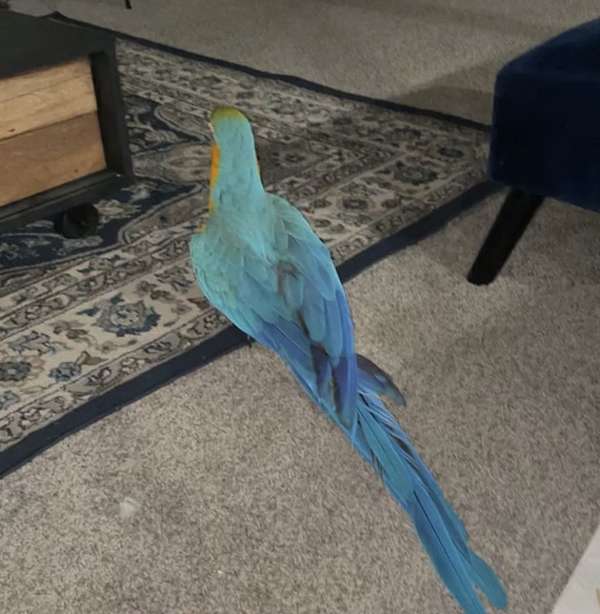 blue-gold-macaw-for-sale-in-brooklyn-ny