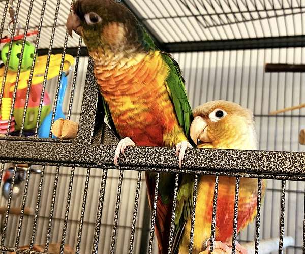 green-cheek-conure-for-sale