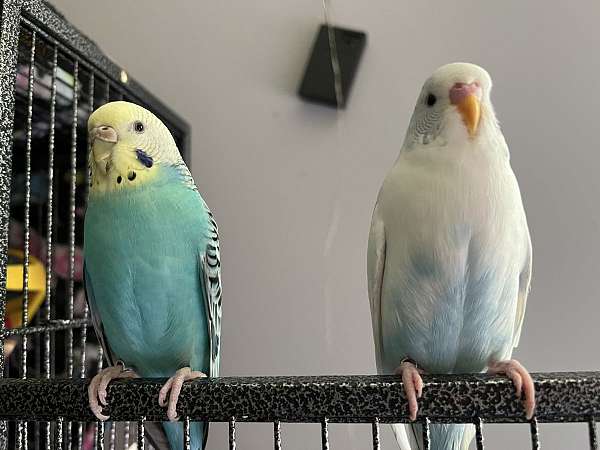 parakeet-for-sale-in-dekalb-junction-ny