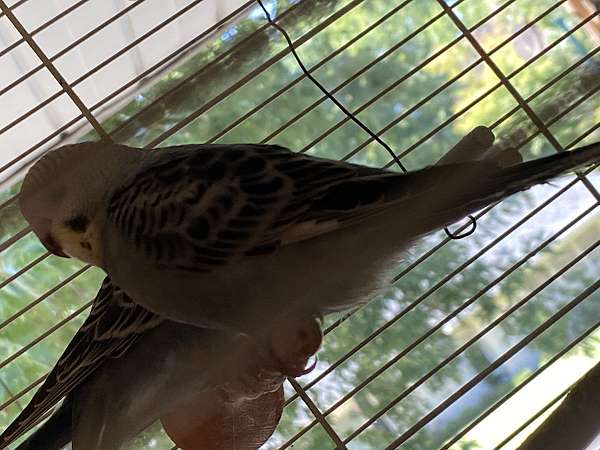 parakeet-for-sale-in-claremore-ok