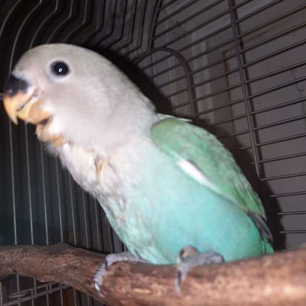 lovebird-for-sale