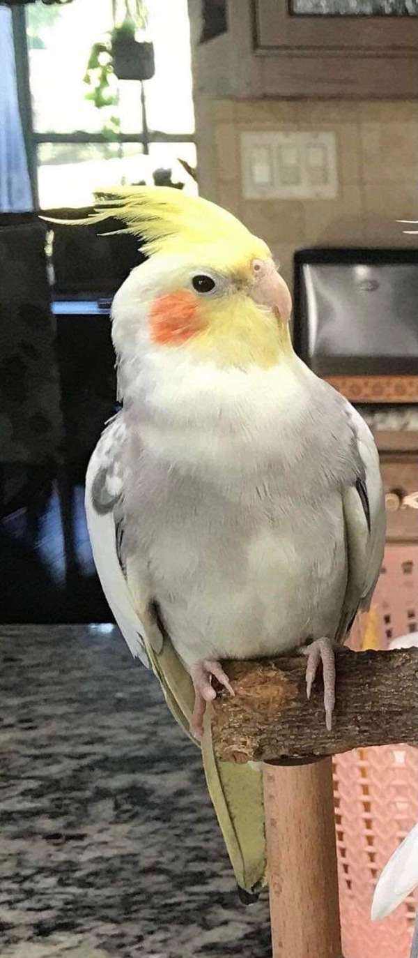 cockatiel-for-sale