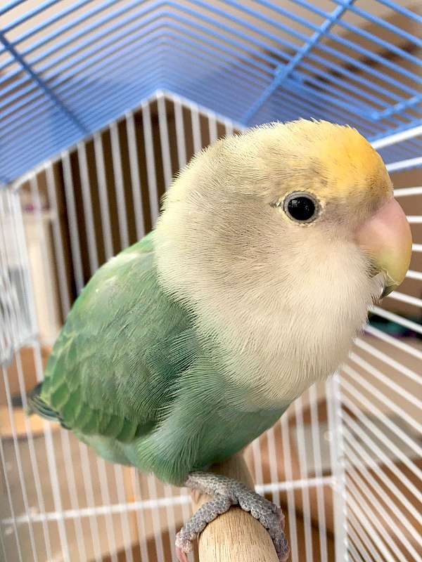 lovebird-parakeet-for-sale