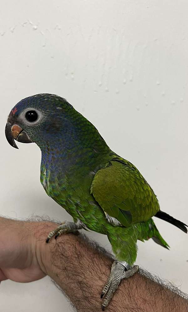 blue-headed-pionus-parrots-for-sale-in-florida