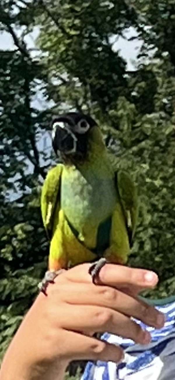 nanday-conure-for-sale-in-pittsburgh-pa