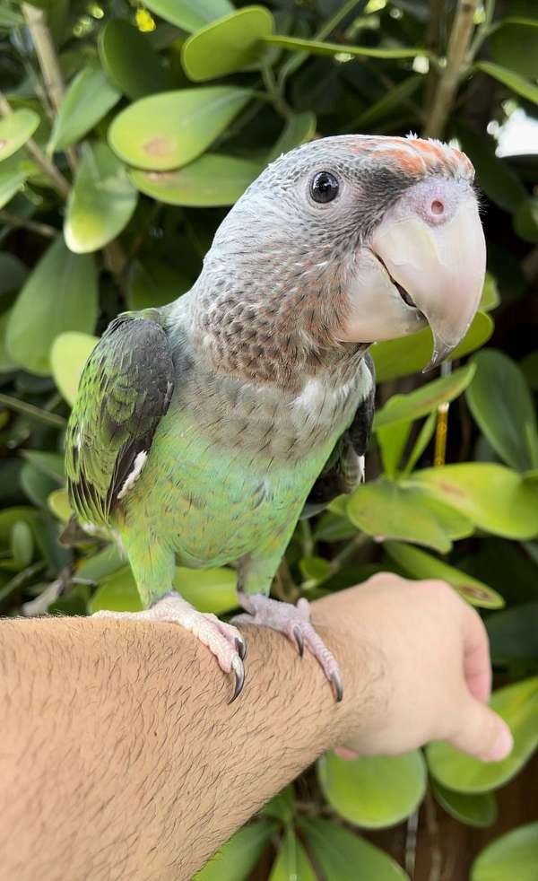 parrot-for-sale