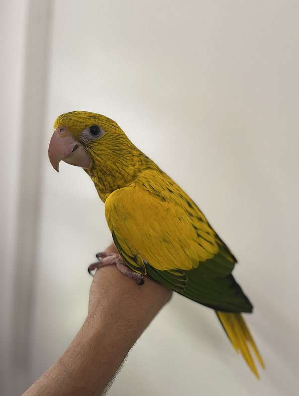 golden-conure-for-sale