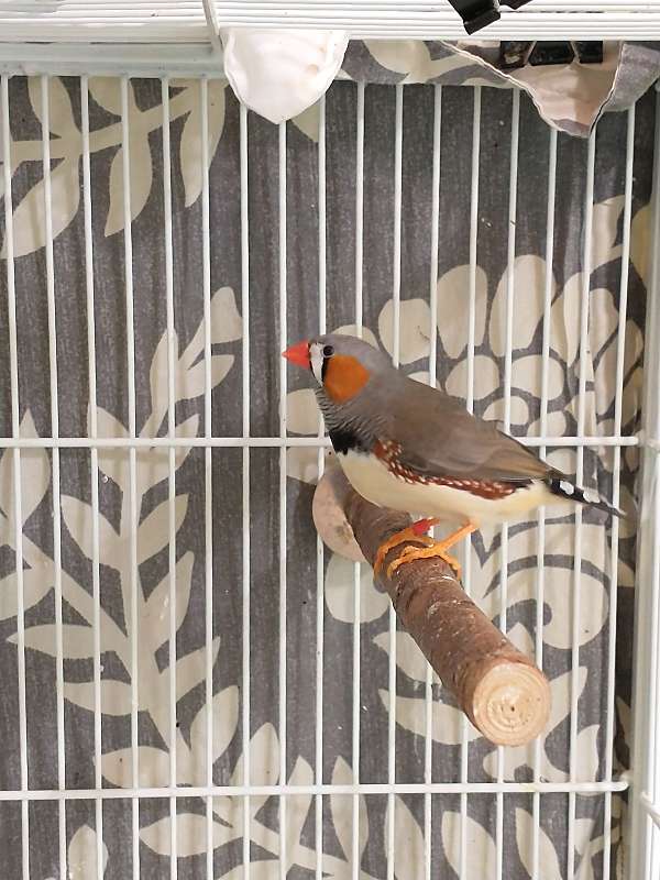 Zebra Finches