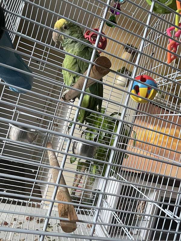 amazon-parrot-for-sale-in-rosenberg-tx