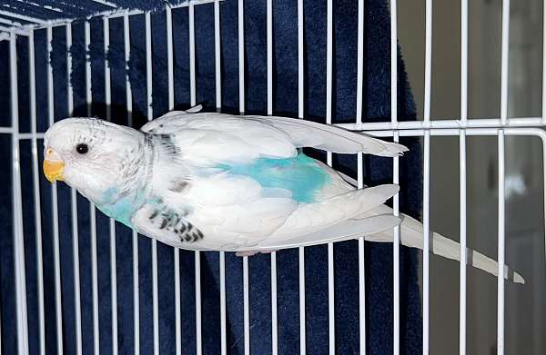 pied-bird-for-sale-in-colorado