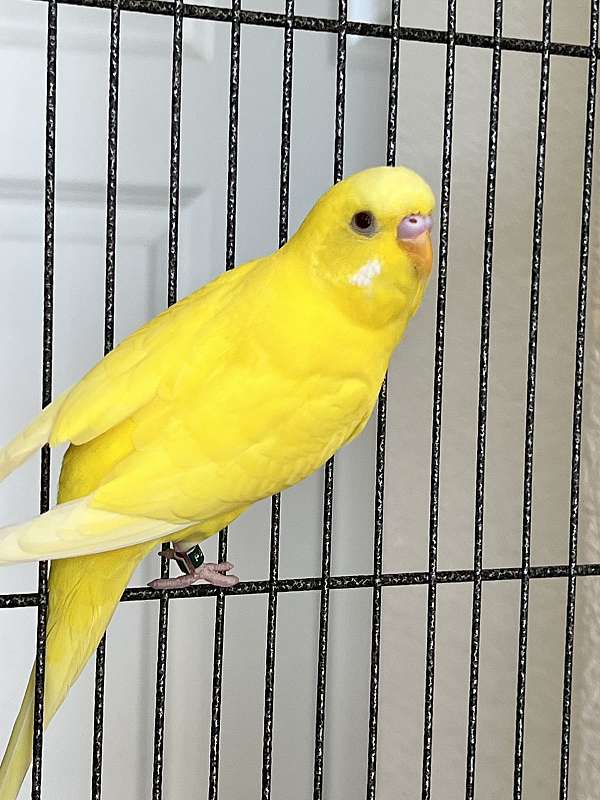 lutino-yellow-bird-for-sale-in-colorado