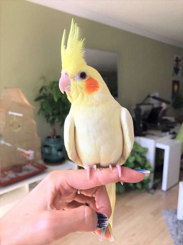 yellow-bird-for-sale-in-colorado