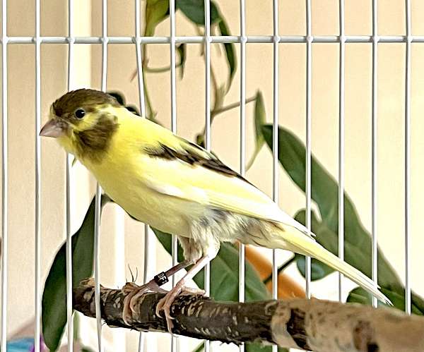 canary-for-sale-in-colorado