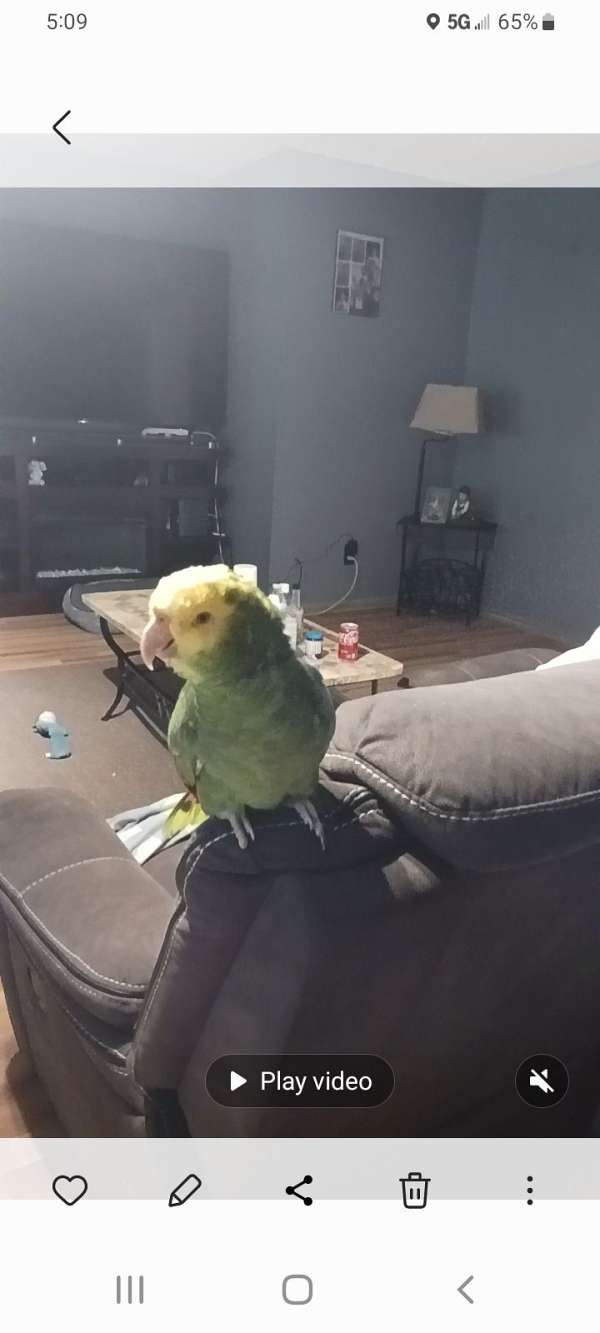 Double yellow headed Amazon parrot