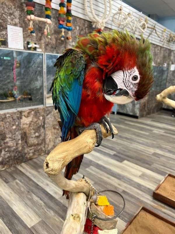 macaw-for-sale-in-west-babylon-ny