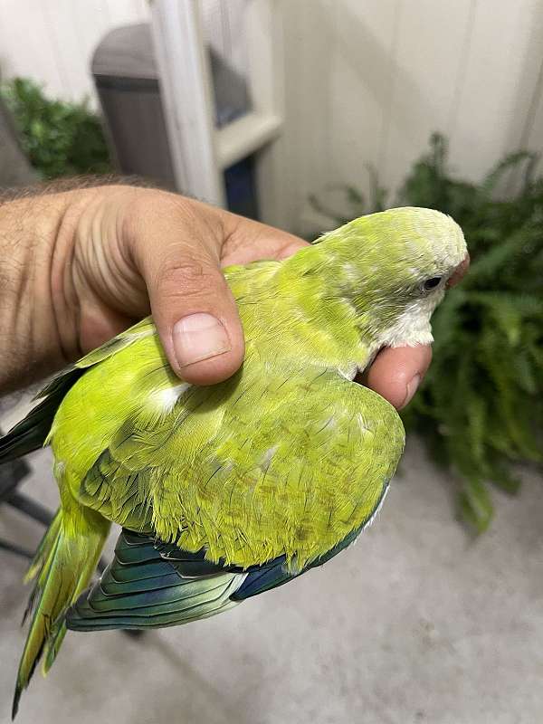 young-cockatiel-for-sale