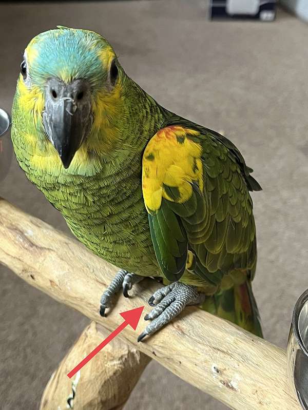 blue-front-amazon-parrot-for-sale-in-columbia-md