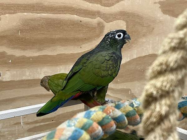 parrot-pionus-parrots-for-sale-in-columbia-md