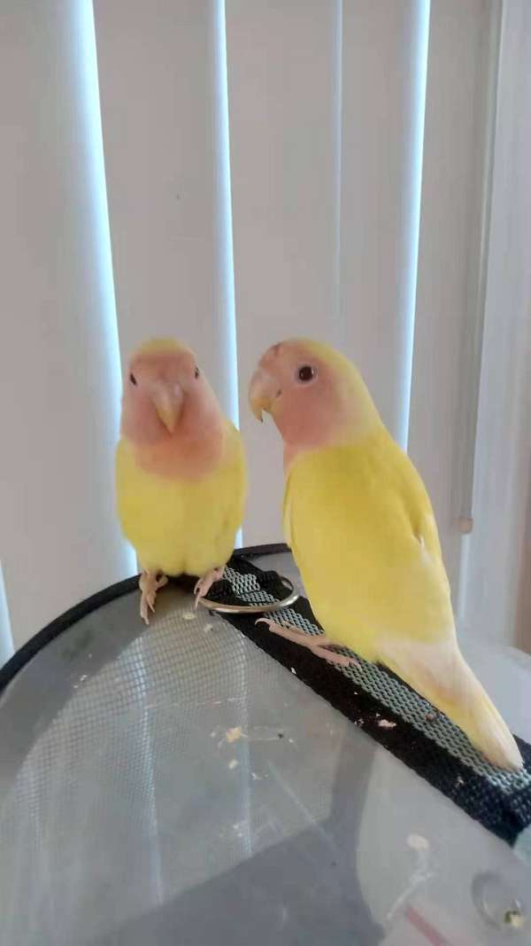 peach-faced-lovebird-for-sale-in-cypress-ca