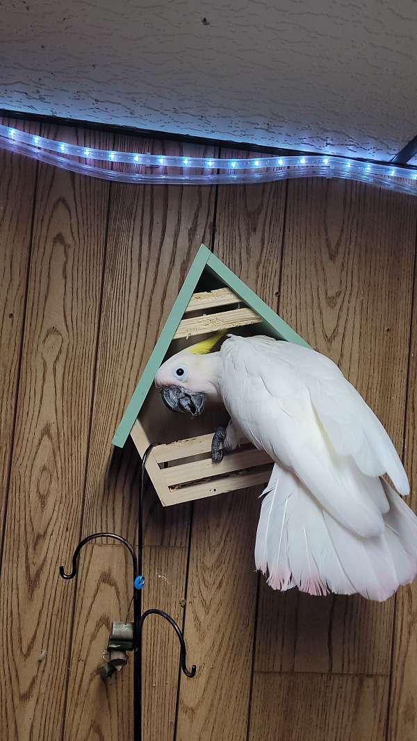 cockatoo-for-sale-in-dayton-oh