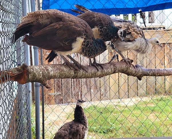 peacock-for-sale-in-princeton-nc