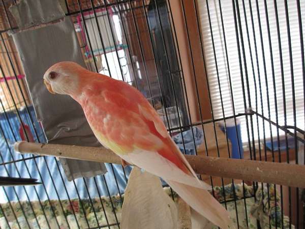 pet-bird-for-sale-in-north-bend-or