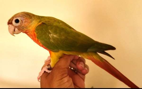 green-red-bird-for-sale-in-dade-city-fl