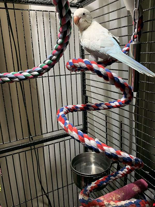 blue-quaker-parrots-for-sale
