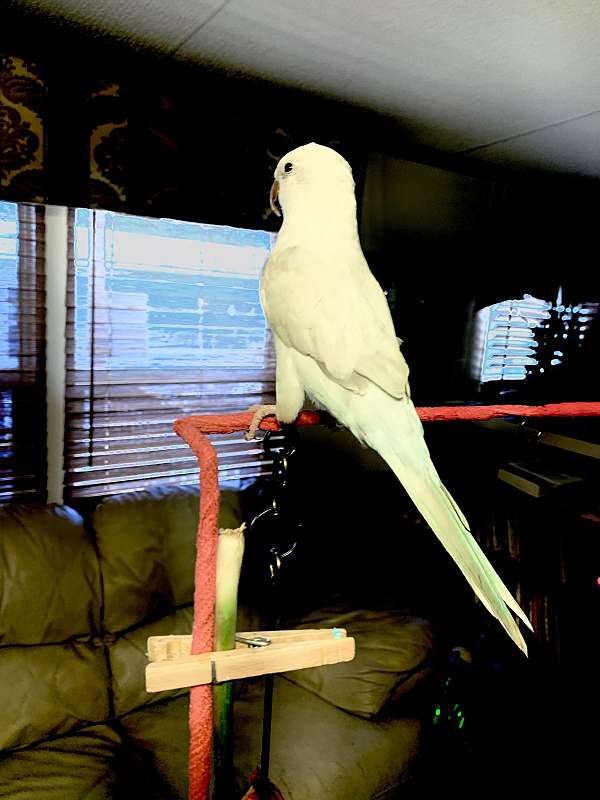 white-quaker-parrots-for-sale