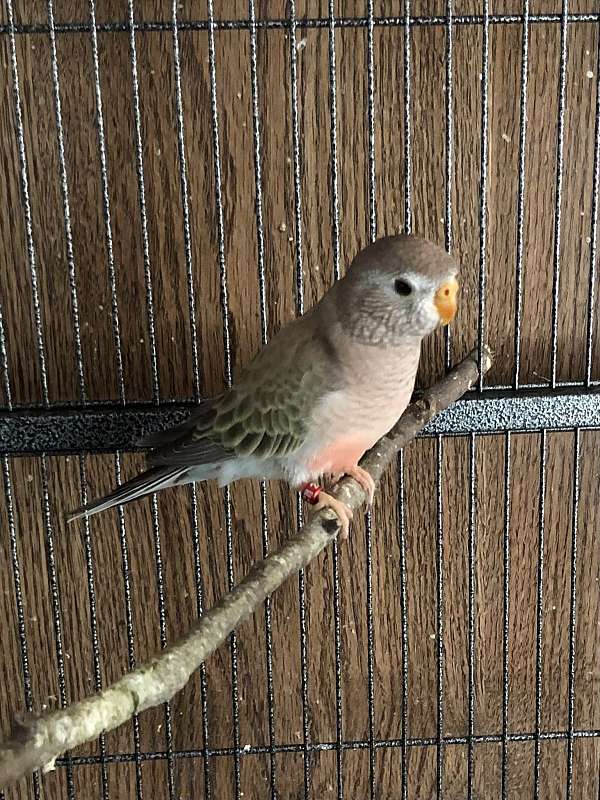 bourke-parakeet-for-sale