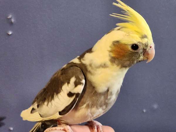 young-cockatiel-for-sale