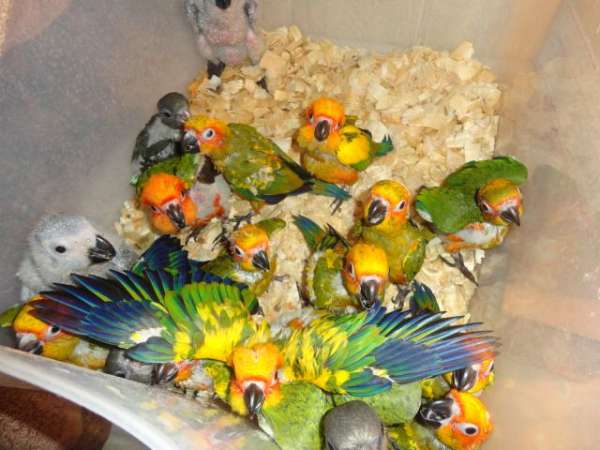 sun-conure-for-sale