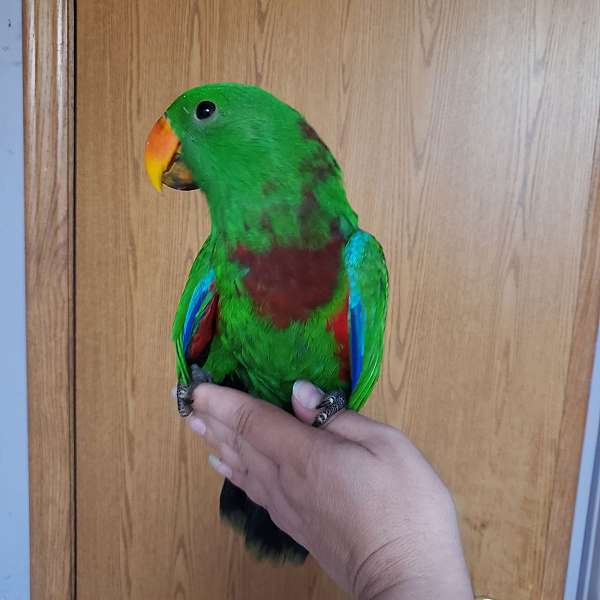eclectus-parrots-vosmaeri-parrots-for-sale-in-allegan-mi