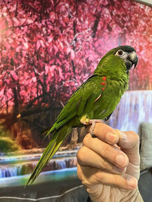 macaw-for-sale-in-columbia-md