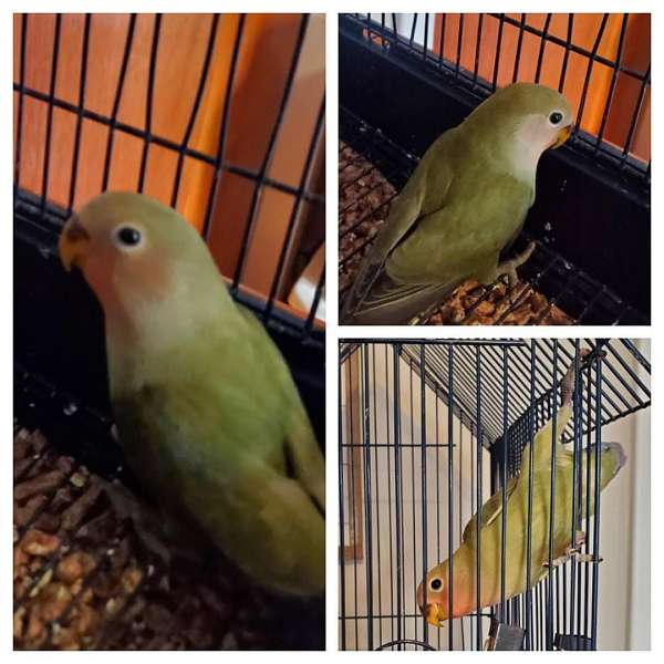 baby-bird-for-sale-in-dudley-ma