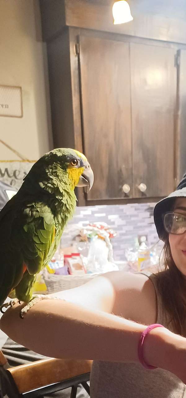 amazon-parrot-for-sale-in-cleveland-ga