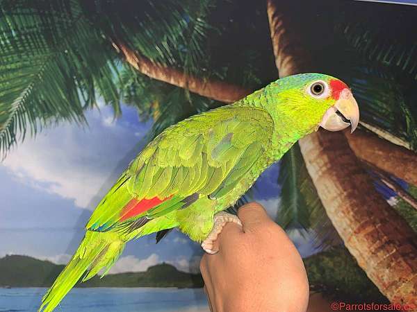 yellow-red-head-amazon-parrot-for-sale