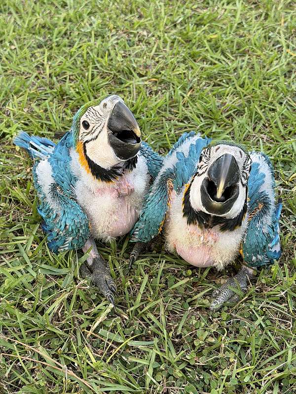 macaw-for-sale