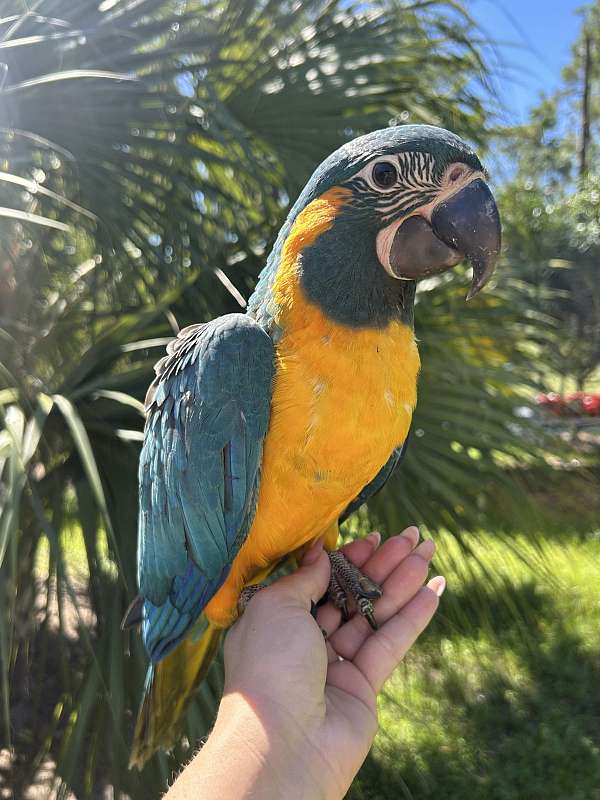 bird-for-sale-in-florida