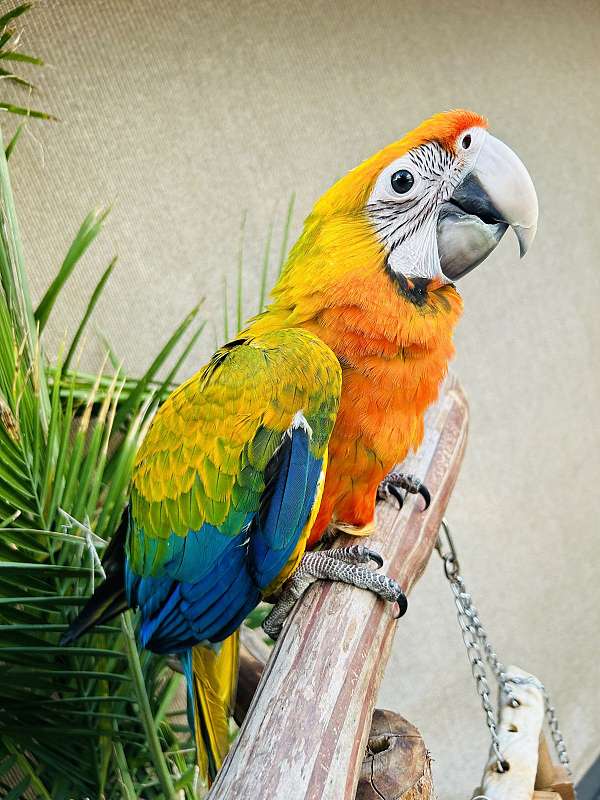 baby-bird