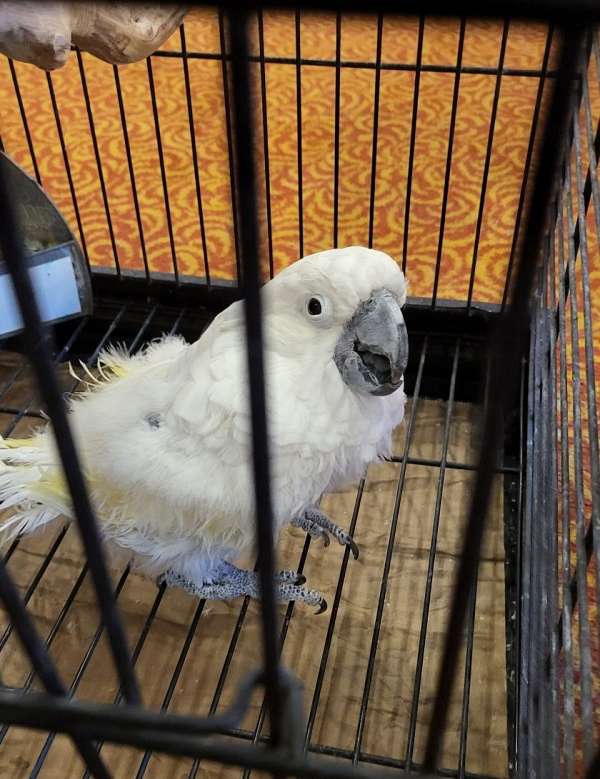 umbrella-cockatoo-for-sale