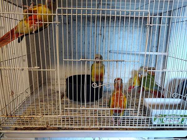 cockatiel-for-sale