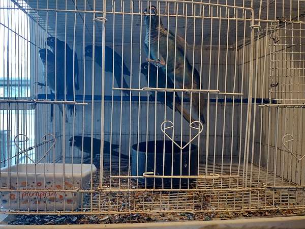 albino-cockatiel-for-sale