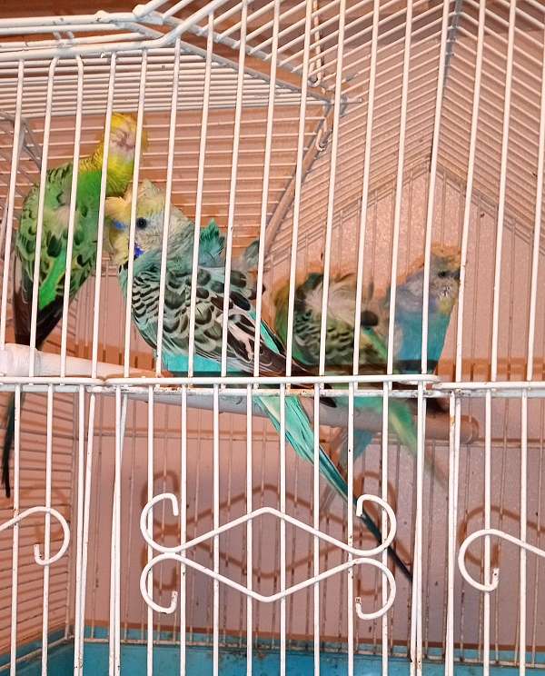cinnamon-cockatiel-for-sale