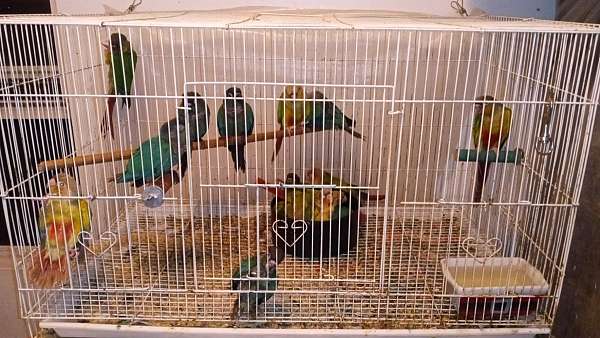 grey-cockatiel-for-sale